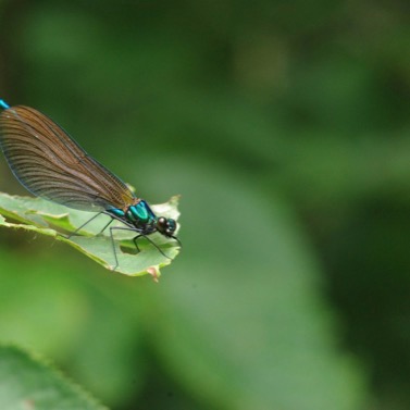 Calopteryx-Lutterbach