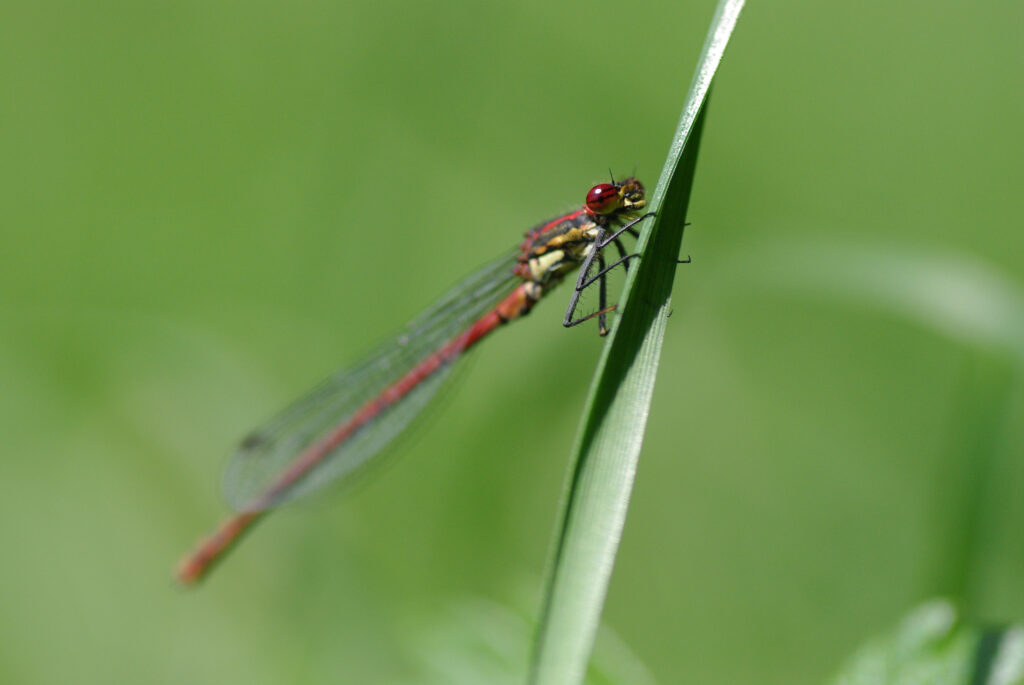 DemoiselleCorpsFeu-Urbes